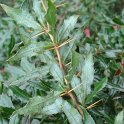 Berberis x chenaultii revers feuille